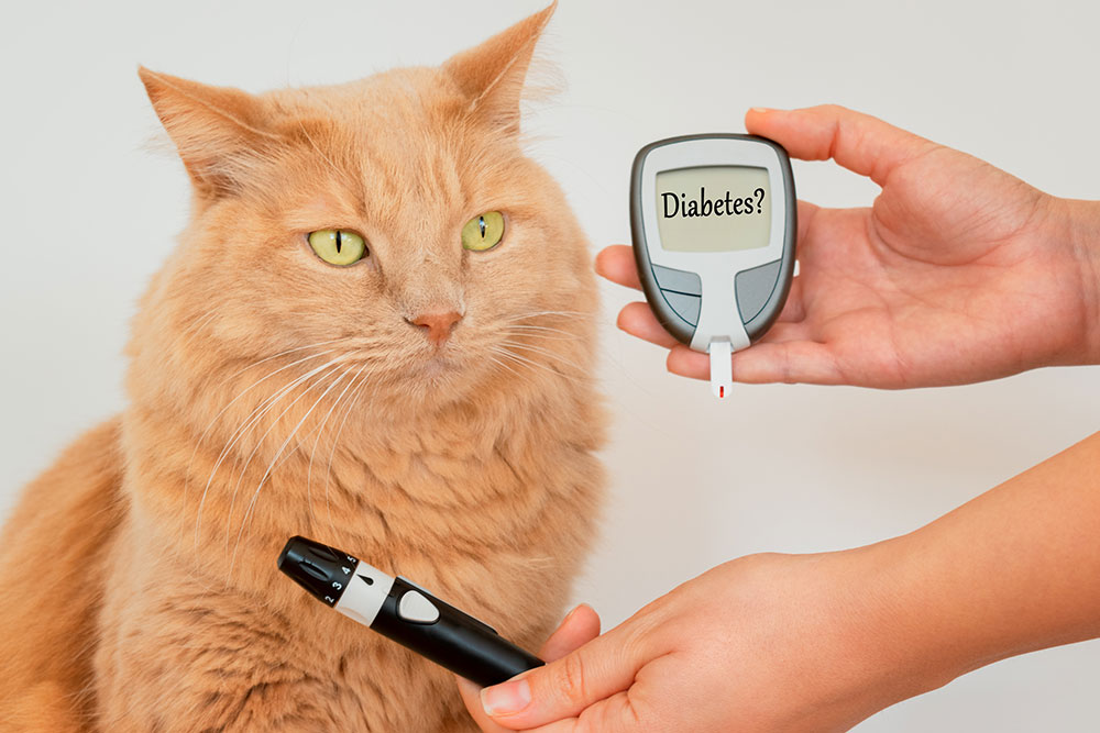 Feline Diabetes