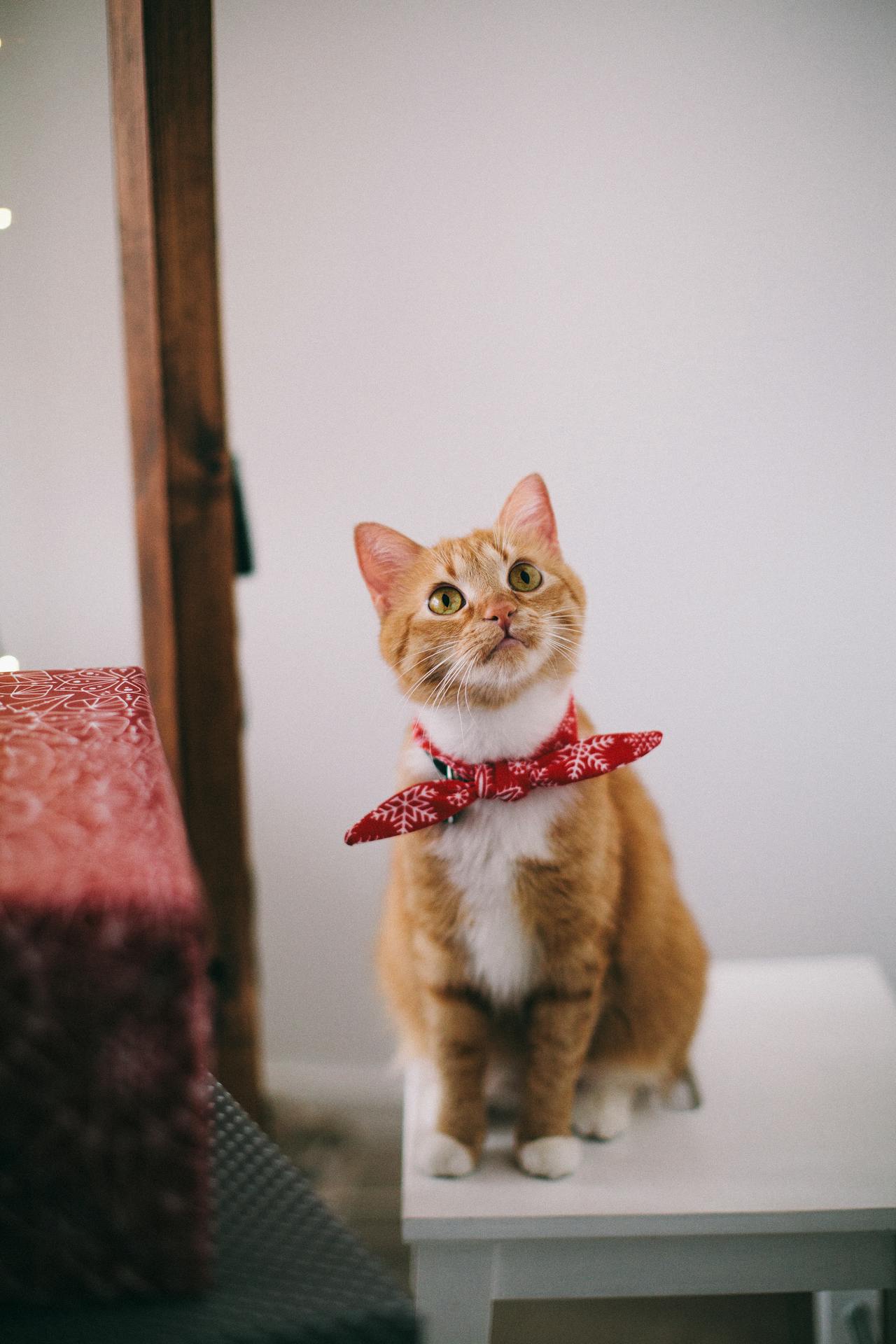 Playful cat