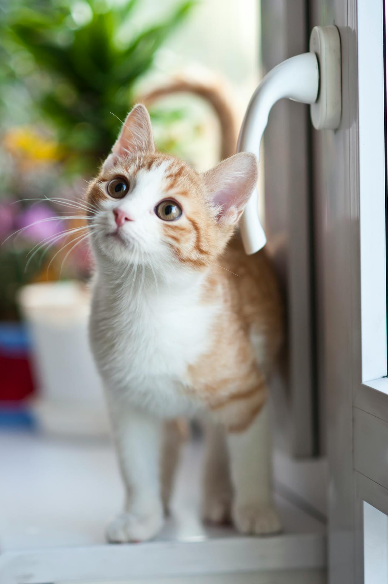 Curious kitten exploring