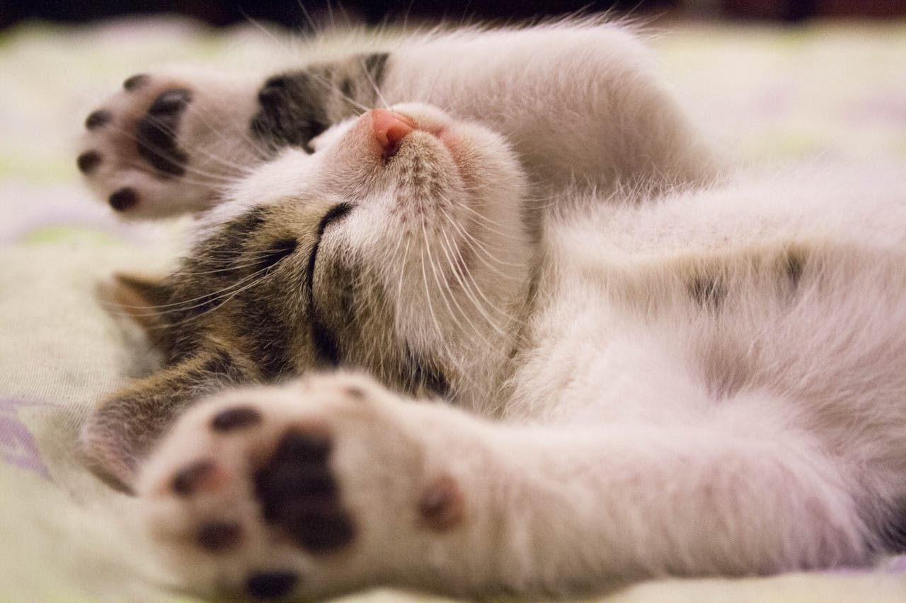 Adorable kitten sleeping peacefully