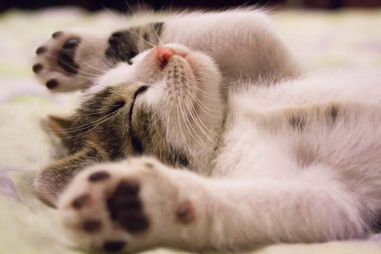 Adorable kitten sleeping peacefully