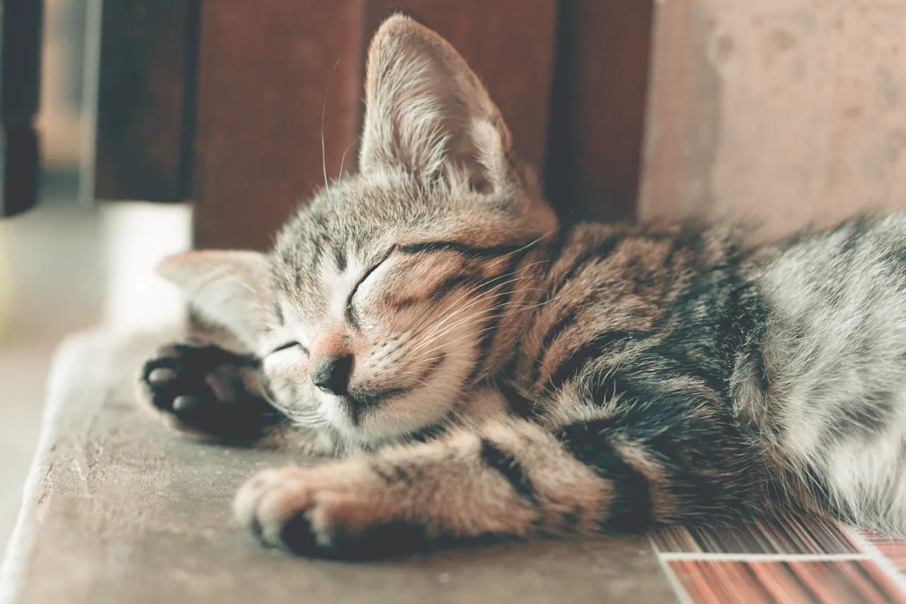 T-N-R Programs (Trap-Neuter-Return)
