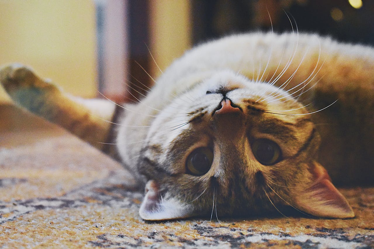Cat receiving medical attention